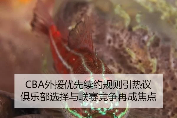 CBA外援优先续约规则引热议 俱乐部选择与联赛竞争再成焦点